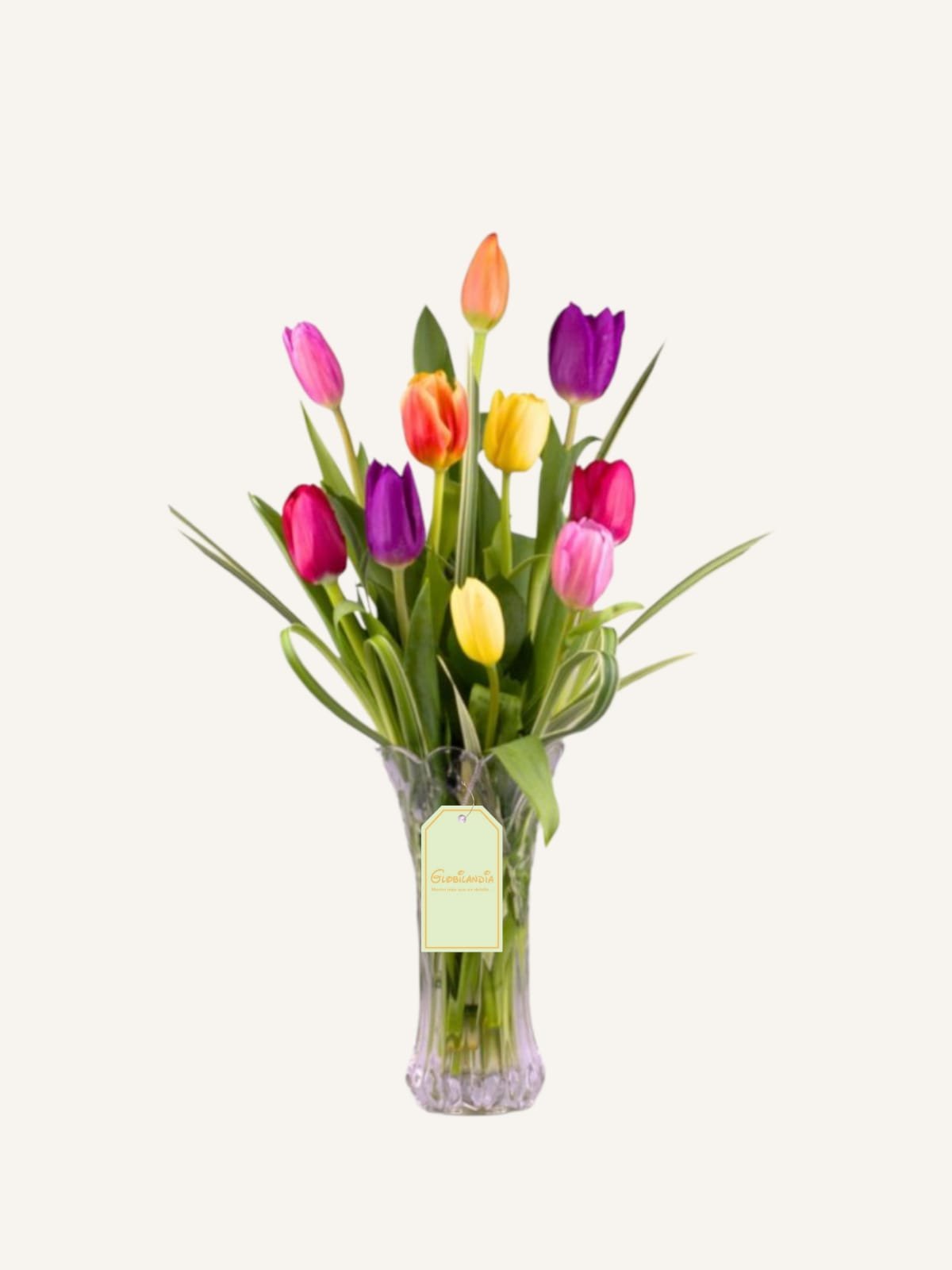 tulipan love
